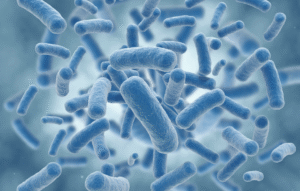 Crohnova bolezen – probiotiki – črevesna mikrobiota