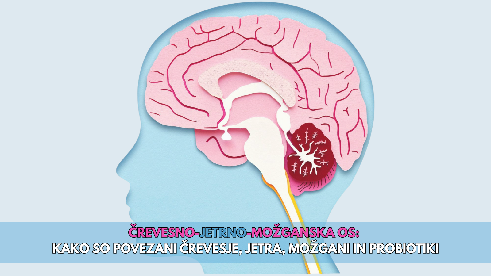 Črevesno-jetrno-možganska os kako so povezani črevesje, jetra, možgani in probiotiki